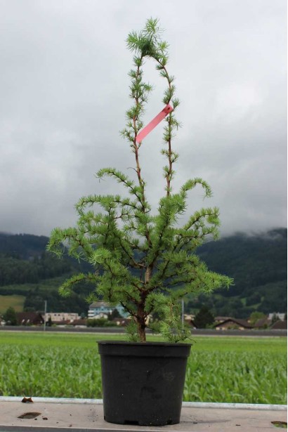 Модрина японська Діана - саджанець в контейнері 5 л